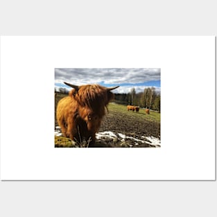 Scottish Highland Cattle Calf 1986 Posters and Art